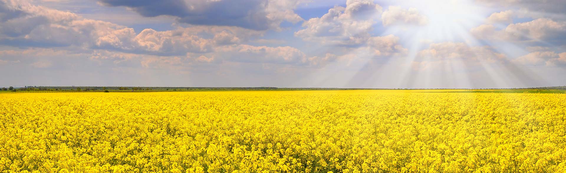 Raps Lörzweiler Slider Raps Lörzweiler Slider